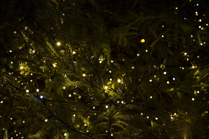 niz, luči, zelena, listov, drevo, božič, božič luči