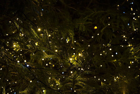 karakterlánc, fények, zöld, levél, fa, Karácsony, karácsonyi fény