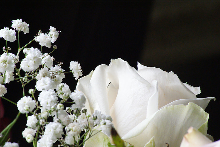 Бяла роза, нежност, контраст, черен фон, сватба, чистота, малки цветя