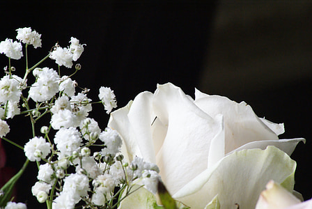 Bijela ruža, nježnost, kontrast, crna pozadina, vjenčanje, Čistoća, malo cvijeća