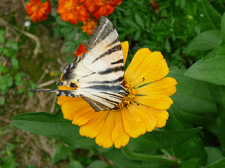 Schwalbenschwanz, Schmetterling, Ringelblume, in der Nähe, Blume, Tier, gelb