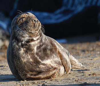 Seal, dieren in het wild, natuur, zand, Marine, reuzenhaai