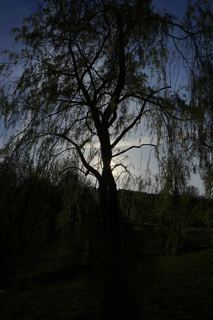 Пасовище, дерево, світло назад, естетичний, Темний, погрожуючи