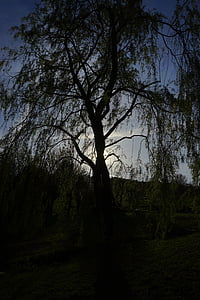 pasture, tree, back light, aesthetic, dark, threatening