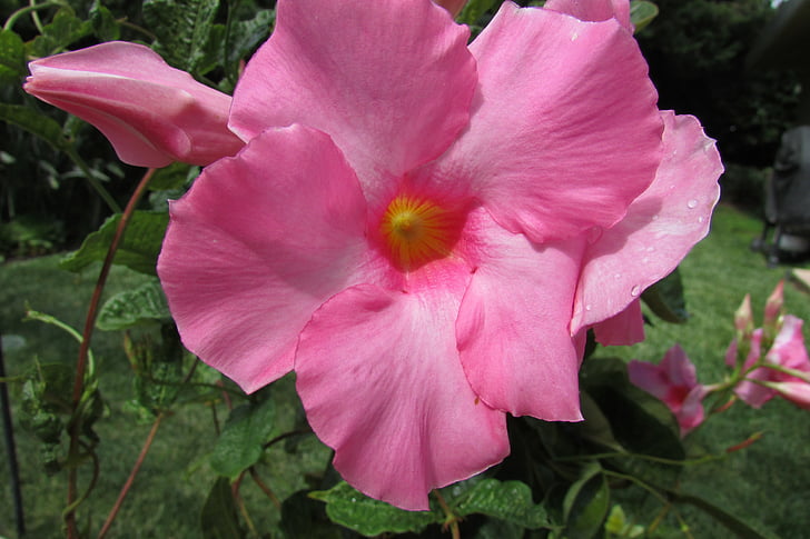 Dahlie, Blume, Flora, Schönheit, rosa Blume, schöne, Blütenblatt