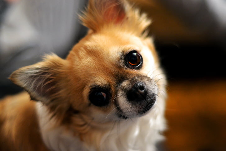 Chihuahua, koira, silmät, kuono, pää, Söpö, ruskea