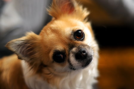 Chihuahua, cane, occhi, muso, testa, carina, marrone