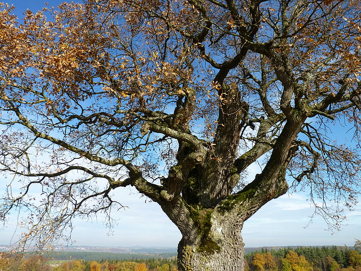 drvo, jesen, jesenje raspoloženje, krajolik, lišće, priroda, nebo