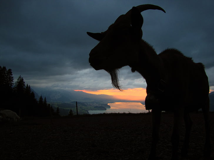 keçi, Akşamları, günbatımı, ışık, Dusk, bulutlar, ruh hali
