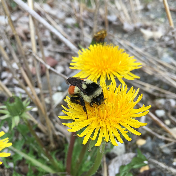 Bumble bee, fleur, pissenlit, abeille sur fleur, abeille, insecte, nature