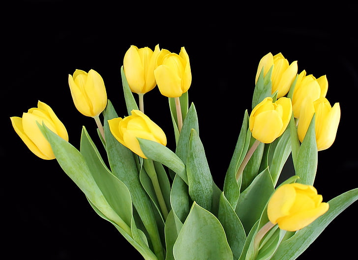 tulpės, geltona, puokštė, gėlės, pavasarį, tulpė, Gamta