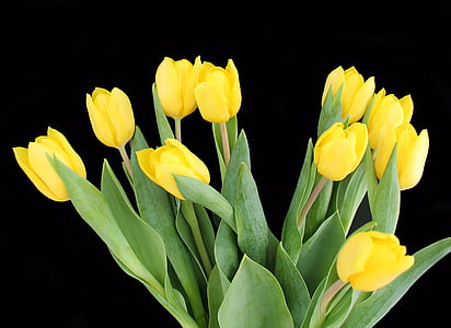 tulipas, amarelo, buquê, flores, Primavera, Tulipa, natureza