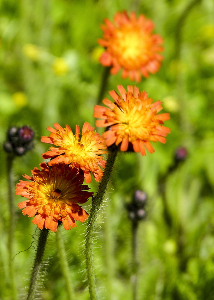 orange hawkweed, wild flower, red king devil, plant, meadow, orange, yellow