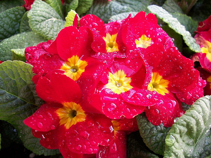 цвете, червено-цвят, флорални, венчелистче, Блосъм, цъфтят, текстура
