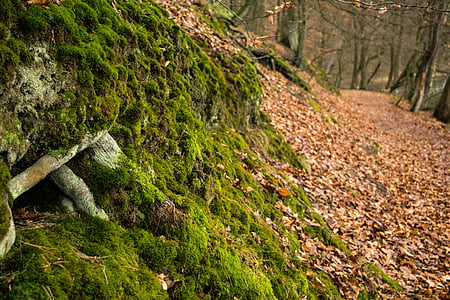 forest, away, leaves, moss, nature, landscape, hiking