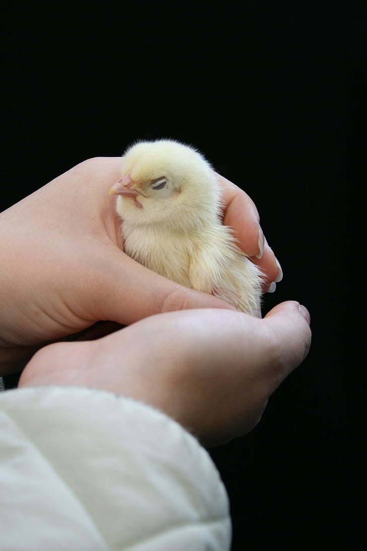 chicken, cock, bird, hands, keep