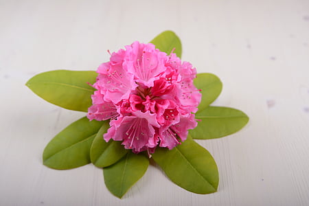 flor del hibisc:, flor, flor, flor, hibisc, planta, natura