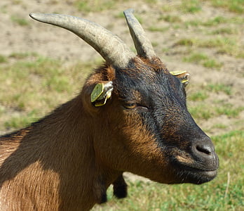 goat's head, goat, billy goat, horns, horn, domestic goat, animal