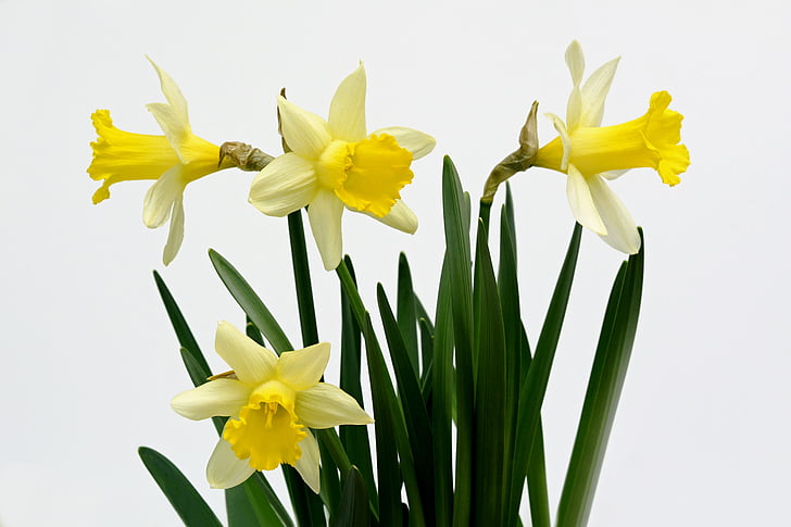 daffodils, flowers, yellow, spring, daffodil, narcissus pseudonarcissus, nature