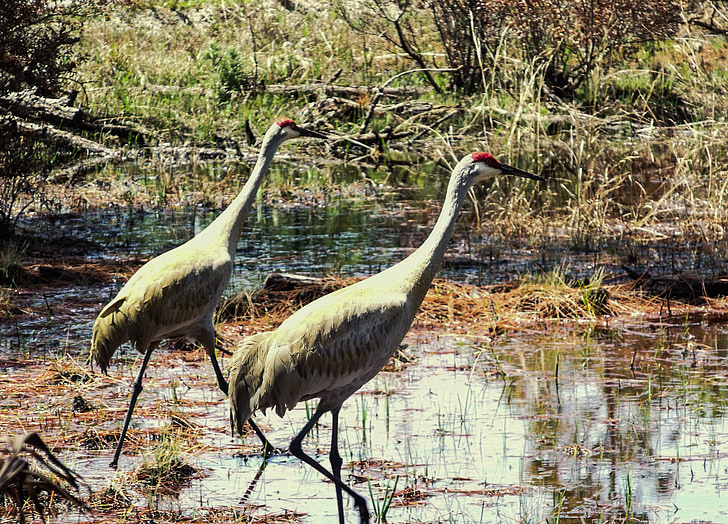 Punta gorda, Φλόριντα, κόκκινο ΗΡΩΝ, wading, πουλί, υδρόβιων πουλιών, ροδόχρωμο πτηνό