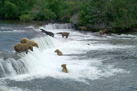 brown bears, fishing, water, standing, wildlife, nature, predators