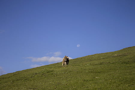 cow, pasture, meadow, moon, clouds, animal, nature