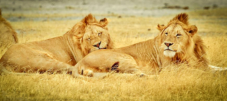 Tanzania, Serengeti Nationaal Park, Safari, Serengeti, dieren, Lions, natuur serengeti
