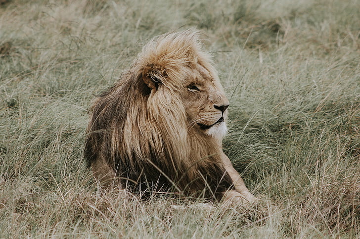 Free photo: lion, nala, lion king, simba, jafar, mane, lions mane | Hippopx