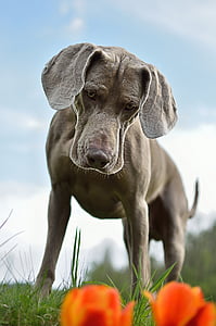 pas, Weimaraner, pas stoji, jedna životinja, životinja, domaće životinje, životinjske teme