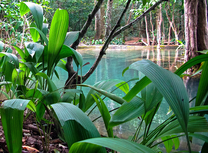 rừng, Lào, Luang prabang, tad kuang xi, nước, màu xanh, ngọc lam
