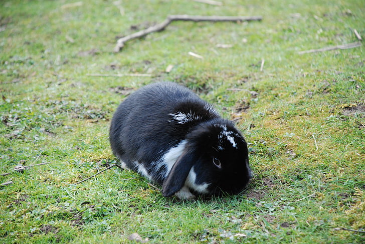 Hare, kanin, svart, floppy øret, dverg bunny, kanin bur, pels