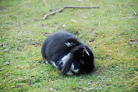 hare, rabbit, black, floppy ear, dwarf bunny, rabbit hutch, fur