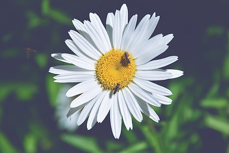 Margaret, wespen, detail, Wasp op daisy, bloemblaadjes, bloem, witte margriet