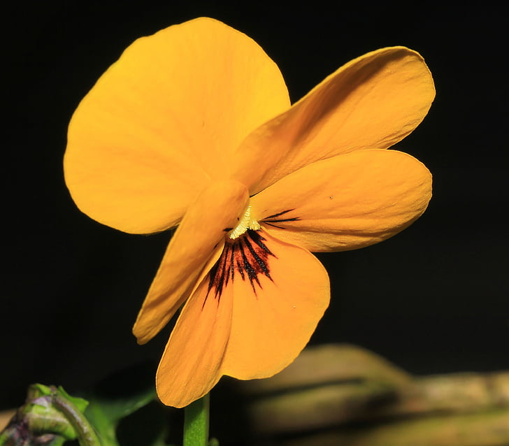 Pansy, flor, flor, floración, amarillo, Violaceae, Ranunculaceae