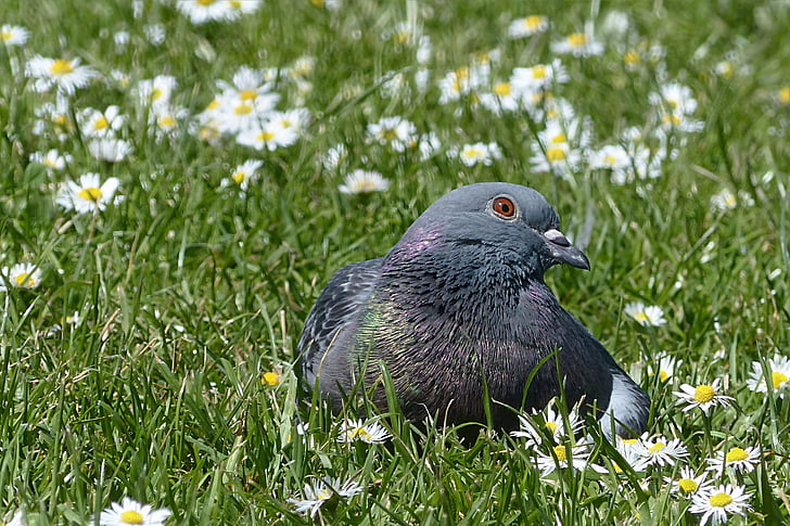 con chim, chim bồ câu, Wild pigeon, fera columbae offeret, nghỉ ngơi tại cỏ, Hoa cúc, một trong những động vật