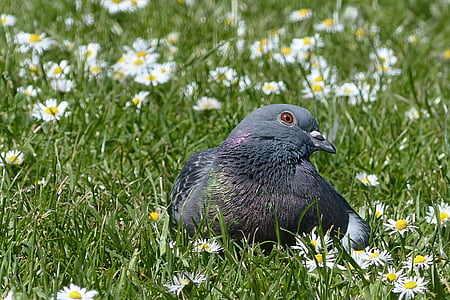 새, 비둘기, 야생 비둘기, 페 columbae offeret, 잔디에서 휴식, 데이지, 1 동물