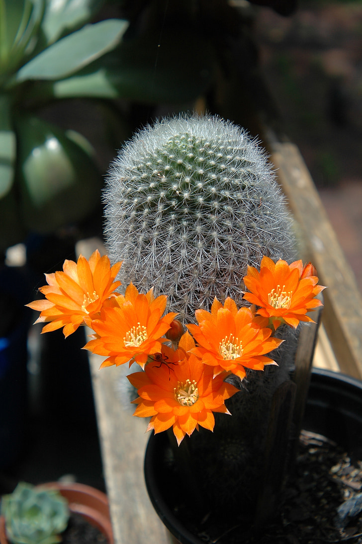flors de cactus, jardí de cactus, suculentes, planta, Jardineria