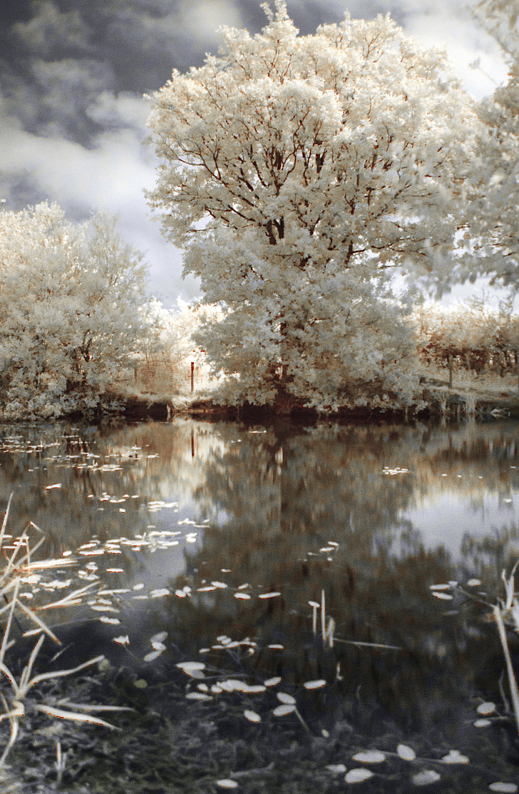 ir, infrared, tree, nature, landscape, water, pond