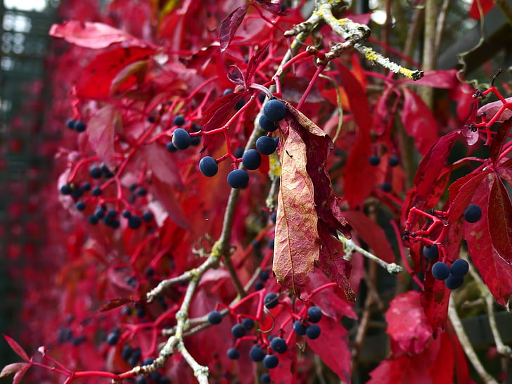 autumn flowers, autumn, berries, red, nature, plant