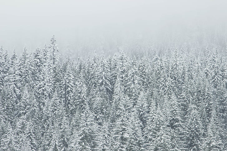 snowy, pine, trees, photo, snow, winter, Forest