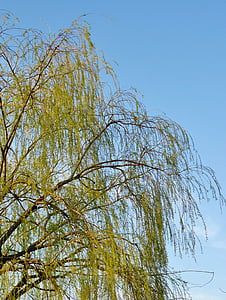 branches, sky, blue, weeping willow, green, tree, nature