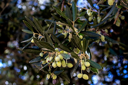 olivový, strom, letné, Grécko, Stredomorská, Príroda, ovocie