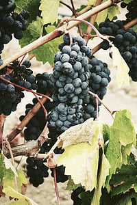 puuviljad, viinapuude, viinamari, põllumajandus, loodus, toidu, veini