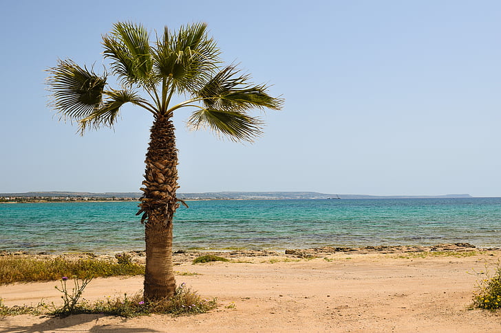 Chipre, Potamos liopetri, palmeira, praia, mar, paisagem, cenário