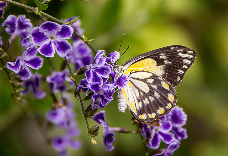 motýľ, hmyzu, čierna, biela, žltá, krídla, kvety