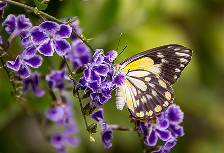 πεταλούδα, έντομο, μαύρο, λευκό, Κίτρινο, φτερά, λουλούδια