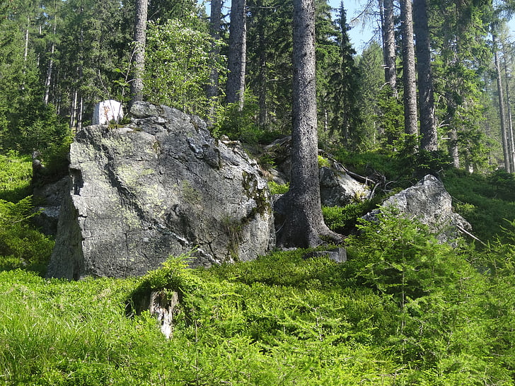 Boulder, rocha, pedras, natureza, floresta, montanha, verde