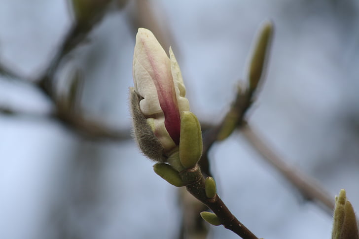 Magnolia, Blossom, mekar, pohon, merah muda, bunga, musim semi