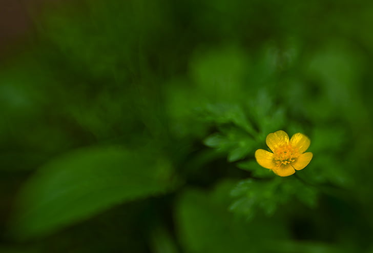 cvet, cvet, narave, Lensbaby