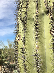 Cactus, Desert, maisema, kuiva, piikikäs, Wild, Luonto